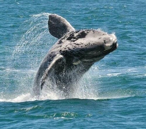 Hermanus Whale Watching