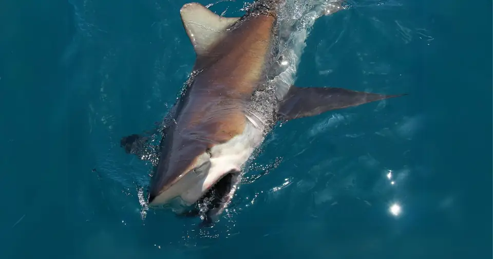 Gansbaai Shark Cage Diving