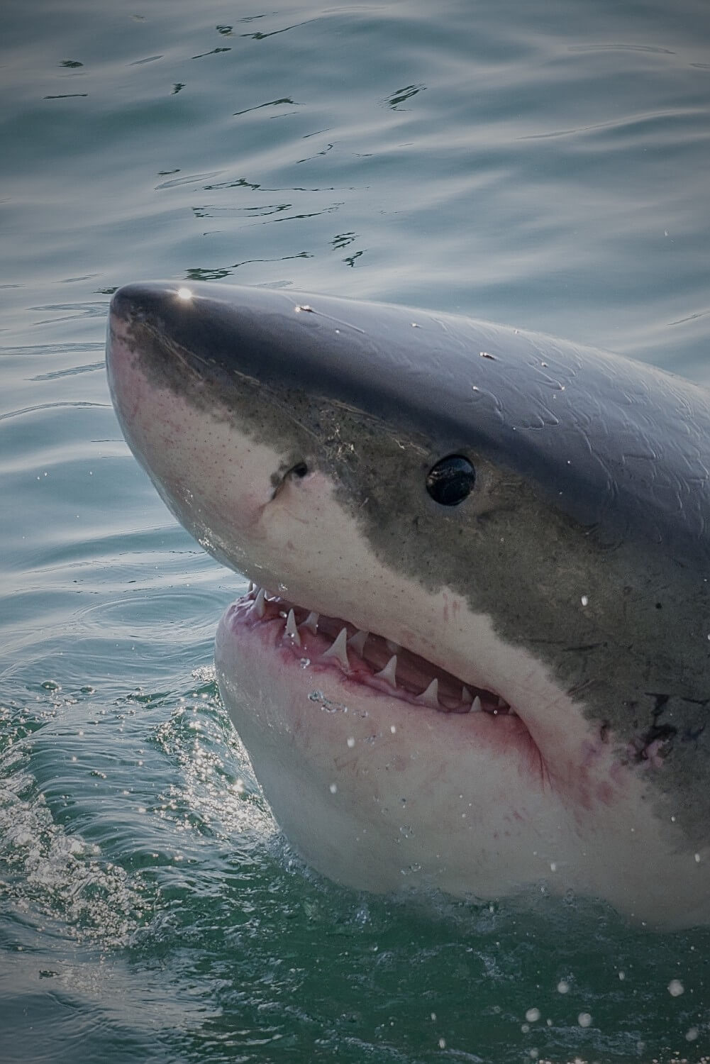 Shark _Cage_Diving_Trip Shark _Cage_Diving_Trip