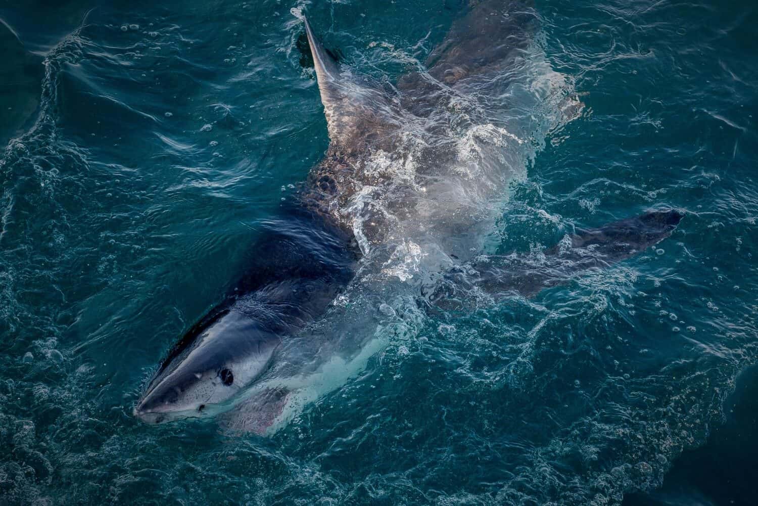 Shark_Cage_Diving_Gansbaai_Tour Shark_Cage_Diving_Gansbaai_Tour