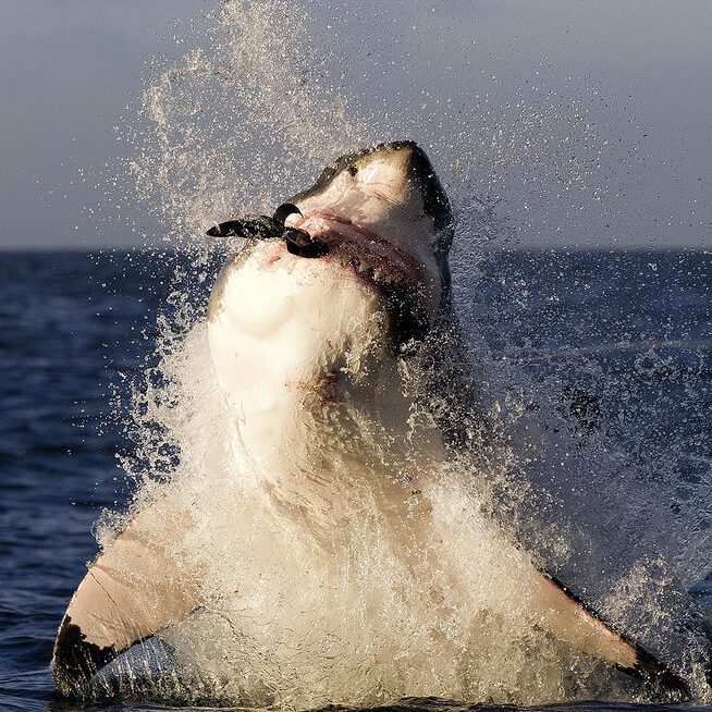 Shark_Cage_Diving_Cape_Town_False_Bay